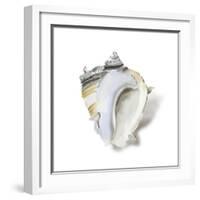 Seafoam Shell-Aimee Wilson-Framed Premium Giclee Print