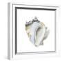 Seafoam Shell-Aimee Wilson-Framed Premium Giclee Print