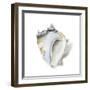 Seafoam Shell-Aimee Wilson-Framed Art Print