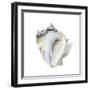 Seafoam Shell-Aimee Wilson-Framed Art Print