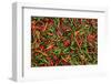 Seafood Chili are Exposed in the Streets of Darjeeling-Roberto Moiola-Framed Photographic Print
