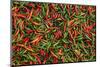 Seafood Chili are Exposed in the Streets of Darjeeling-Roberto Moiola-Mounted Photographic Print