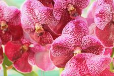 Orchid Vanda - Pink Flowers-seagames50-Framed Stretched Canvas
