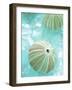 Seaglass 4-Alan Blaustein-Framed Photographic Print