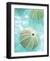 Seaglass 4-Alan Blaustein-Framed Photographic Print