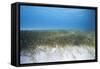 Seagrass Beds-Stephen Frink-Framed Stretched Canvas