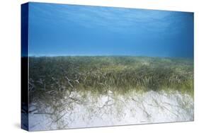 Seagrass Beds-Stephen Frink-Stretched Canvas