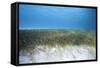 Seagrass Beds-Stephen Frink-Framed Stretched Canvas