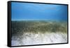 Seagrass Beds-Stephen Frink-Framed Stretched Canvas