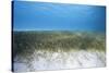 Seagrass Beds-Stephen Frink-Stretched Canvas