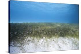 Seagrass Beds-Stephen Frink-Stretched Canvas