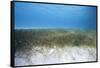 Seagrass Beds-Stephen Frink-Framed Stretched Canvas