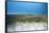 Seagrass Beds-Stephen Frink-Framed Stretched Canvas