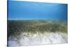 Seagrass Beds-Stephen Frink-Stretched Canvas