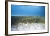 Seagrass Beds-Stephen Frink-Framed Photographic Print