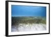 Seagrass Beds-Stephen Frink-Framed Photographic Print