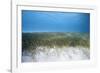 Seagrass Beds-Stephen Frink-Framed Photographic Print