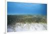 Seagrass Beds-Stephen Frink-Framed Photographic Print