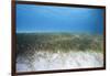 Seagrass Beds-Stephen Frink-Framed Photographic Print