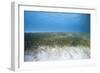 Seagrass Beds-Stephen Frink-Framed Photographic Print