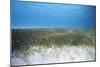 Seagrass Beds-Stephen Frink-Mounted Photographic Print