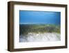 Seagrass Beds-Stephen Frink-Framed Photographic Print