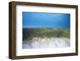 Seagrass Beds-Stephen Frink-Framed Photographic Print