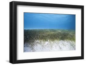 Seagrass Beds-Stephen Frink-Framed Photographic Print