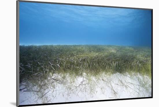 Seagrass Beds-Stephen Frink-Mounted Photographic Print