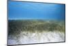 Seagrass Beds-Stephen Frink-Mounted Photographic Print