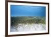 Seagrass Beds-Stephen Frink-Framed Photographic Print