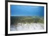 Seagrass Beds-Stephen Frink-Framed Photographic Print