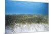 Seagrass Beds-Stephen Frink-Mounted Photographic Print