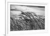 Seagrass Sway-Andrew Geiger-Framed Giclee Print