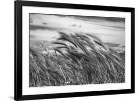 Seagrass Sway-Andrew Geiger-Framed Giclee Print