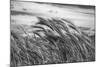 Seagrass Sway-Andrew Geiger-Mounted Giclee Print