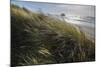 Seagrass-Andrew Geiger-Mounted Giclee Print