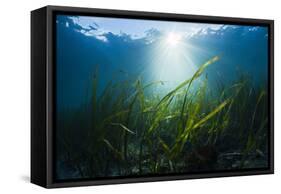 Seagrass-Reinhard Dirscherl-Framed Stretched Canvas