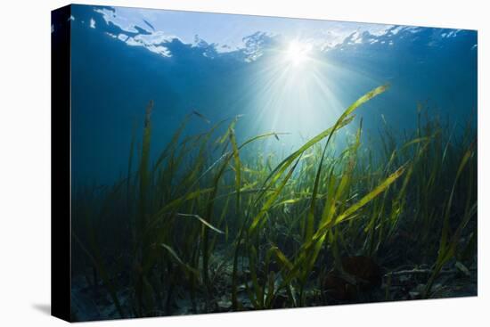 Seagrass-Reinhard Dirscherl-Stretched Canvas