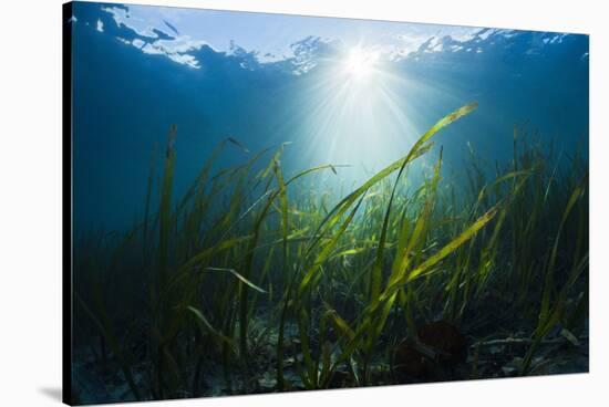 Seagrass-Reinhard Dirscherl-Stretched Canvas