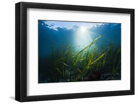 Seagrass-Reinhard Dirscherl-Framed Photographic Print