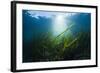 Seagrass-Reinhard Dirscherl-Framed Photographic Print