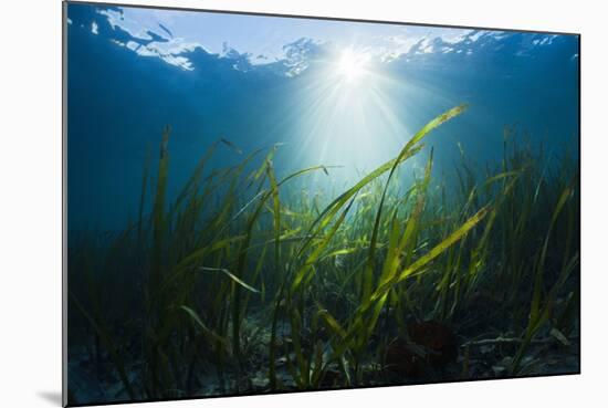 Seagrass-Reinhard Dirscherl-Mounted Photographic Print