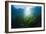 Seagrass-Reinhard Dirscherl-Framed Photographic Print