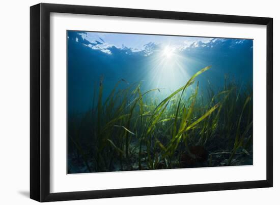 Seagrass-Reinhard Dirscherl-Framed Photographic Print