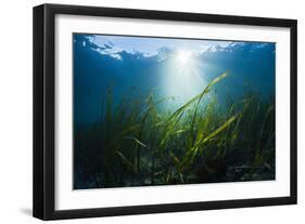 Seagrass-Reinhard Dirscherl-Framed Photographic Print