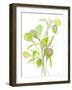 Seagrasses and Eelgrasses I-Lanie Loreth-Framed Art Print