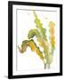 Seagrasses and Eelgrasses IV-Lanie Loreth-Framed Art Print
