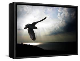 Seagul in flight over Lake Michigan beach, Indiana Dunes, Indiana, USA-Anna Miller-Framed Stretched Canvas