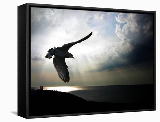 Seagul in flight over Lake Michigan beach, Indiana Dunes, Indiana, USA-Anna Miller-Framed Stretched Canvas